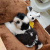 Foto №2 zu Ankündigung № 42912 zu verkaufen shih tzu - einkaufen USA züchter