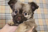 Foto №3. Mini-Chihuahua-Welpe zu verkaufen. Russische Föderation
