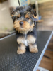 Foto №4. Ich werde verkaufen yorkshire terrier in der Stadt Bonn. quotient 	ankündigung - preis - 265€