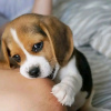 Foto №2 zu Ankündigung № 114209 zu verkaufen beagle - einkaufen Finnland quotient 	ankündigung, züchter