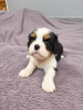 Zusätzliche Fotos: Ideale Cavalier King Charles Spaniel Welpen.