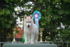 Foto №3. Siberian Husky. Serbien