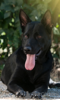 Foto №3. Reinrassiger deutscher Schäferhund. Ukraine