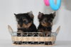 Foto №3. Yorkshire-Terrier-Welpen. Weißrussland