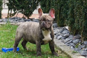 Foto №2 zu Ankündigung № 1573 zu verkaufen französische bulldogge - einkaufen Deutschland quotient 	ankündigung