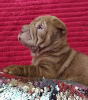 Foto №2 zu Ankündigung № 115414 zu verkaufen shar-pei - einkaufen Russische Föderation quotient 	ankündigung, züchter