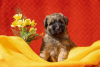 Foto №3. Irish Soft Coated Wheaten Terrier. Russische Föderation