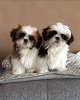 Foto №1. shih tzu - zum Verkauf in der Stadt Zürich | 400€ | Ankündigung № 125798