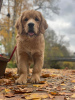 Foto №2 zu Ankündigung № 126804 zu verkaufen golden retriever - einkaufen Polen quotient 	ankündigung