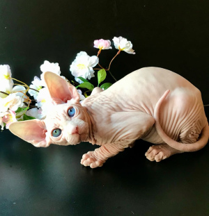 Foto №1. sphynx cat - zum Verkauf in der Stadt Kharkov | 1261€ | Ankündigung № 5081