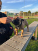 Foto №2 zu Ankündigung № 71607 zu verkaufen französische bulldogge - einkaufen Finnland quotient 	ankündigung