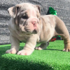 Foto №2 zu Ankündigung № 112254 zu verkaufen englische bulldogge - einkaufen Litauen quotient 	ankündigung