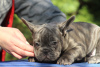 Zusätzliche Fotos: Exotische französische Bulldoggenwelpen