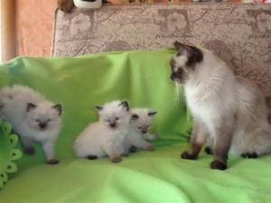 Foto №3. Reinrassige Thai-Kätzchen werden 1 Monat alt. Russische Föderation