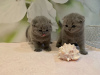 Foto №3. Gesunde Scottish Fold-Kätzchen zu verkaufen. Deutschland