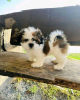 Foto №1. shih tzu - zum Verkauf in der Stadt Штутгарт | verhandelt | Ankündigung № 124946