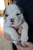 Foto №3. Englische Bulldogge fci. Polen