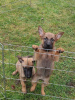 Foto №1. belgischer schäferhund - zum Verkauf in der Stadt Edinburgh | verhandelt | Ankündigung № 124707