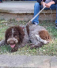 Zusätzliche Fotos: Lagotto Romagnolo Welpen