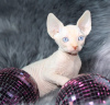 Foto №2 zu Ankündigung № 64743 zu verkaufen sphynx-katze - einkaufen Russische Föderation züchter