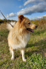 Foto №2 zu Ankündigung № 7758 zu verkaufen mischlingshund - einkaufen Russische Föderation quotient 	ankündigung