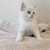 Foto №2 zu Ankündigung № 108604 zu verkaufen ragdoll-katze - einkaufen USA quotient 	ankündigung