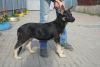 Foto №1. osteuropäischer schäferhund - zum Verkauf in der Stadt Tscheljabinsk | 274€ | Ankündigung № 7964