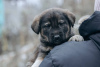 Zusätzliche Fotos: Die Kleinen suchen ein Zuhause und eine Familie!!