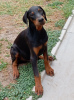 Foto №2 zu Ankündigung № 116340 zu verkaufen dobermann - einkaufen Serbien 