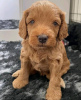 Foto №1. english cocker spaniel - zum Verkauf in der Stadt Eišiškės | 330€ | Ankündigung № 75799