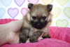 Foto №3. Pomeranian Spitz Welpen. Polen