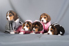 Foto №2 zu Ankündigung № 103662 zu verkaufen beagle - einkaufen Deutschland quotient 	ankündigung