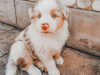 Foto №1. australian shepherd - zum Verkauf in der Stadt Tallinn | 400€ | Ankündigung № 80552