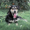 Foto №2 zu Ankündigung № 75097 zu verkaufen mischlingshund - einkaufen Russische Föderation quotient 	ankündigung