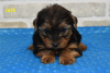 Foto №3. Tolle Yorkie-Welpen sind auf dem Weg. USA