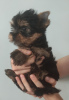 Foto №2 zu Ankündigung № 24039 zu verkaufen yorkshire terrier - einkaufen Türkei quotient 	ankündigung