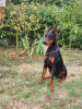 Foto №3. Dobermann Hündin, junge Hündin. Serbien