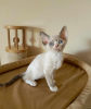 Foto №1. devon rex - zum Verkauf in der Stadt Herne | 350€ | Ankündigung № 113146