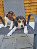 Zusätzliche Fotos: Beagle-Welpen mit Stammbaum