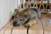 Foto №4. Ich werde verkaufen tschechoslowakischer wolfhund in der Stadt Jaroslawl. quotient 	ankündigung - preis - verhandelt