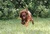 Foto №3. Irish Red Setter Welpe. Ukraine