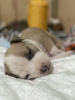 Foto №2 zu Ankündigung № 9712 zu verkaufen mischlingshund - einkaufen Russische Föderation züchter