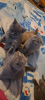 Zusätzliche Fotos: Britisch Kurzhaar Kätzchen