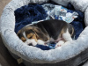 Foto №2 zu Ankündigung № 127647 zu verkaufen beagle - einkaufen Deutschland quotient 	ankündigung