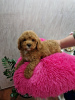 Foto №3. TOY RED AND APRICOT POODLES. Serbien