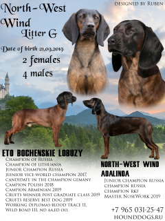 Zusätzliche Fotos: Bayerischer Gebirgshund