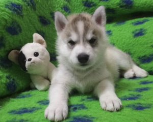 Foto №2 zu Ankündigung № 5737 zu verkaufen siberian husky - einkaufen Russische Föderation vom kindergarten