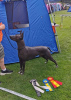 Zusätzliche Fotos: Xoloitzcuintle (Mexikanischer Nackthund) Welpen