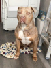 Foto №1. american bully - zum Verkauf in der Stadt Annan | 1234€ | Ankündigung № 87337