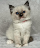 Foto №1. ragdoll-katze - zum Verkauf in der Stadt New York | 265€ | Ankündigung № 105104